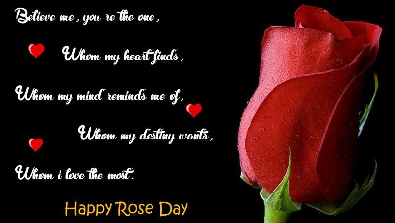 Best Rose Day HD Wallpaper - Gallery